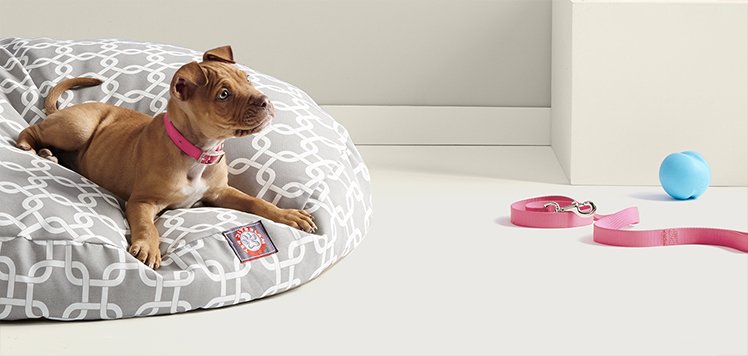Pampered Pet Accessories With Real Simple