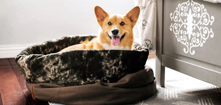 Pampered Pet Accessories With Pet Life