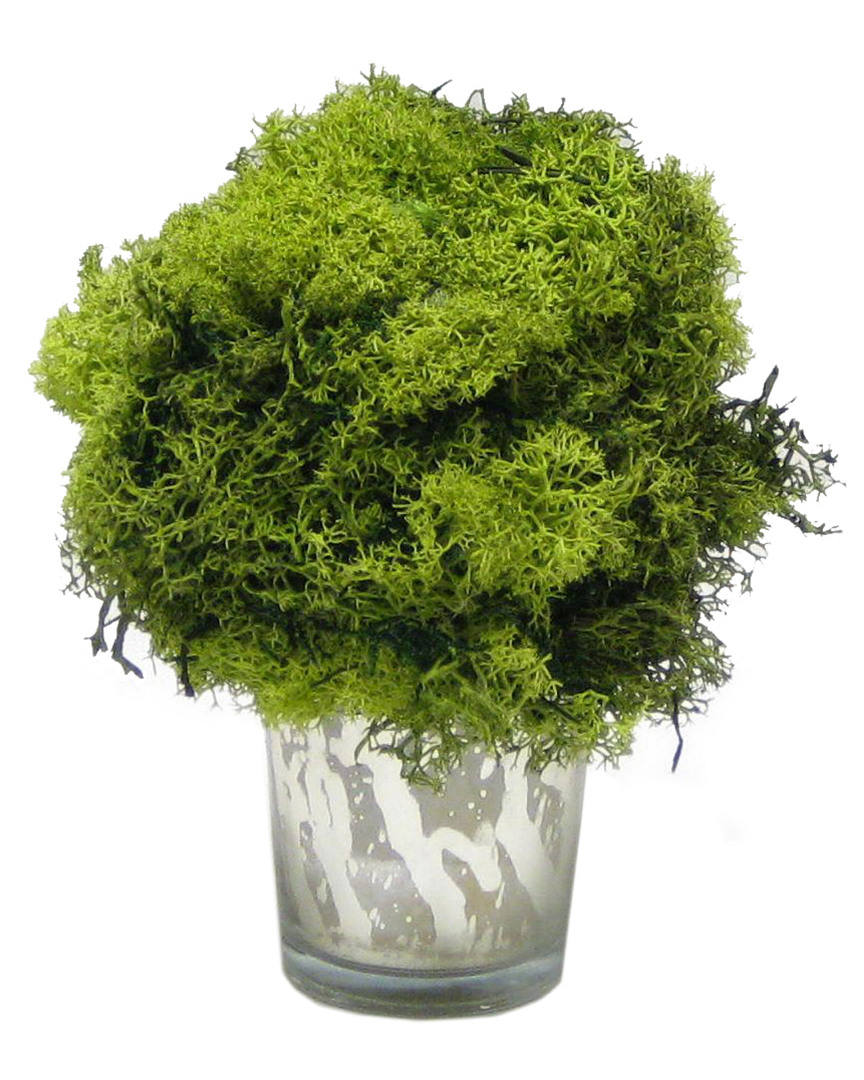Image of Bougainvillea in Reindeer Moss & Basil Topiary Ball in Votive