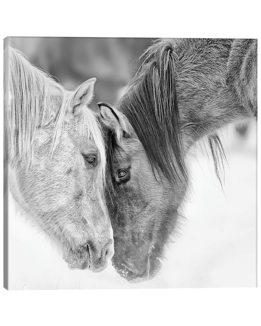 Icanvas B&w Horses Vii By Phburchett Wall Art