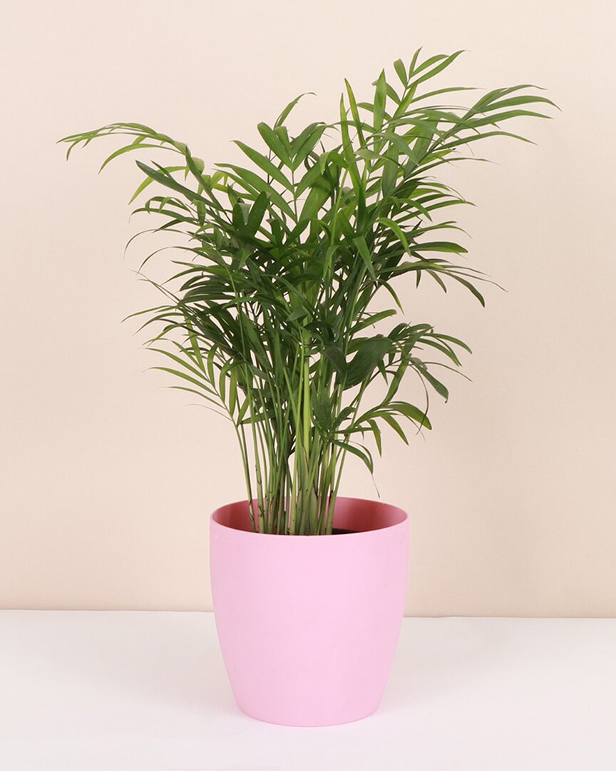 Thorsen's Greenhouse Live Parlor Palm Plant In Classic Pot In Pink