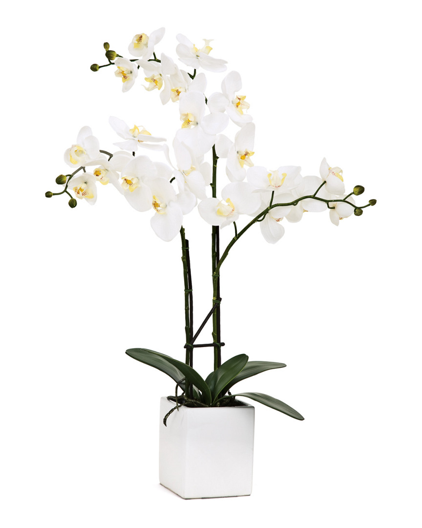 Torre And Tagus Orchid Potted 23in Triple Stem
