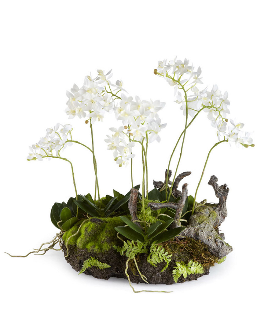 Napa Home & Garden Mini Dendrobium 16in Cloche Drop-in