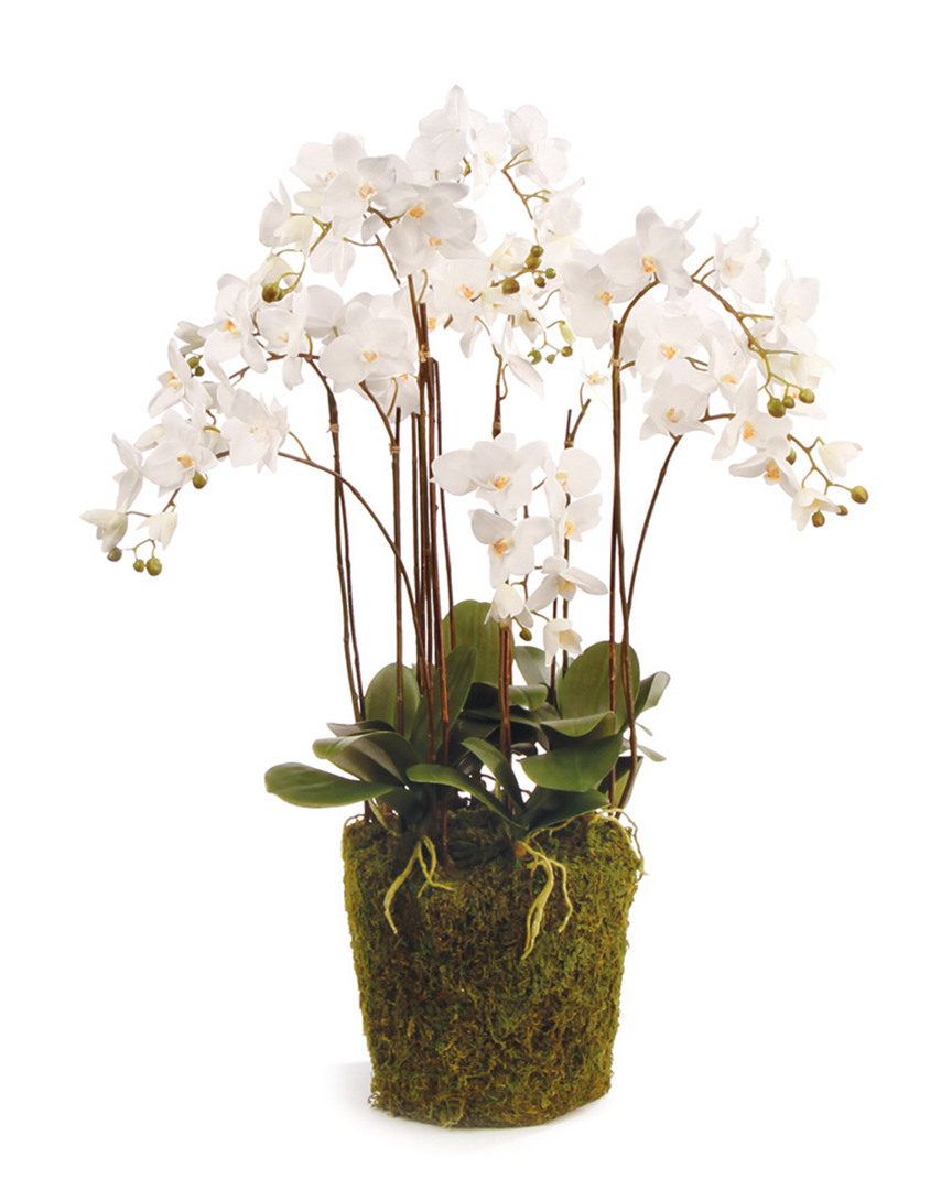 Napa Home & Garden 36in Phalaenopsis Drop-in