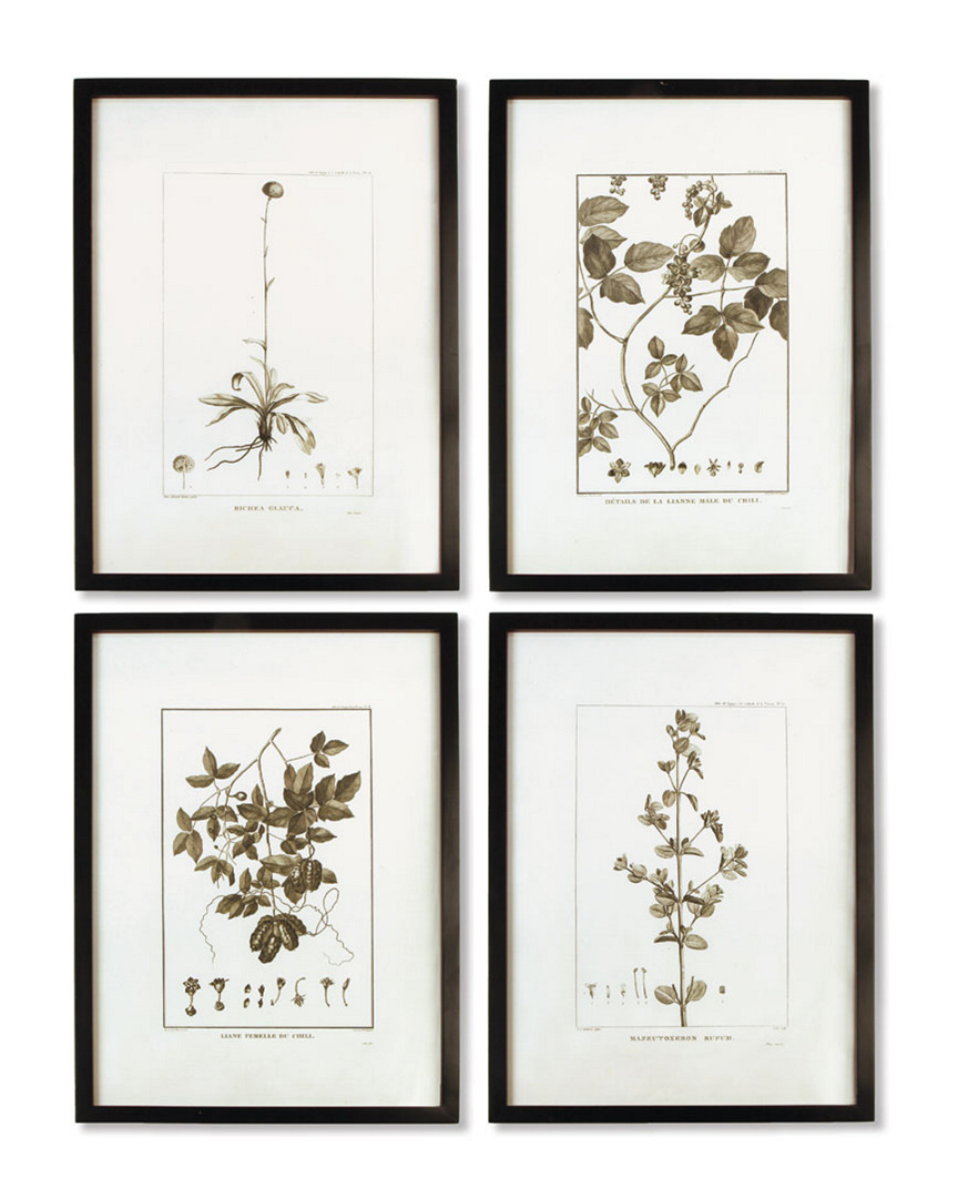 Napa Home & Garden Set Of 4 Framed Sepia Tone Botnical Prnt