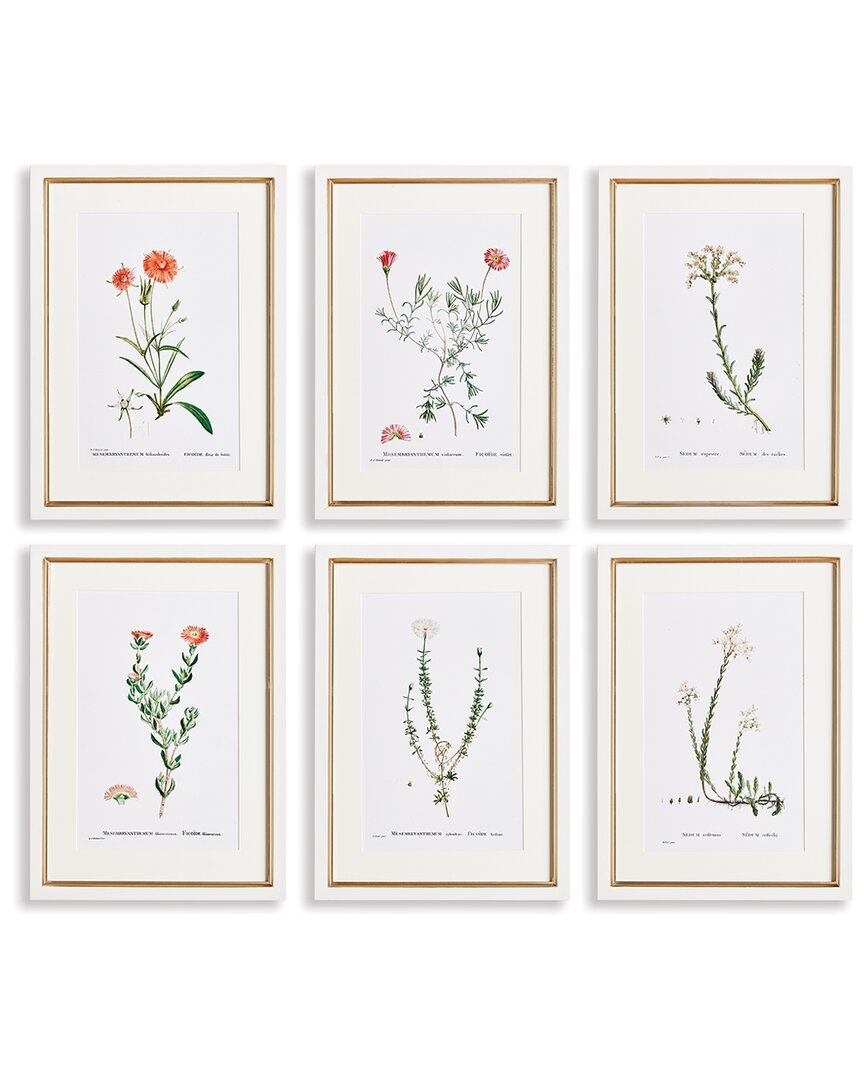 Napa Home & Garden Set Of 6 Flower Studies In Shades Of Blush In Beige