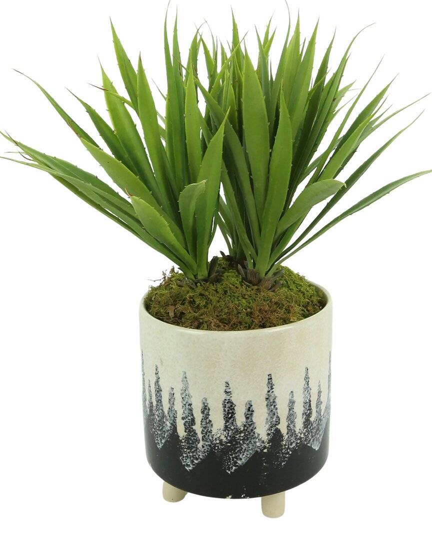 Creative Displays Green Hosta Plant