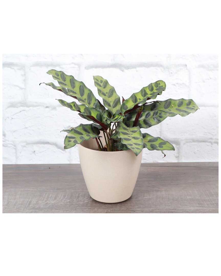 Thorsen's Greenhouse Live Calathea Rattlesnake In Natural