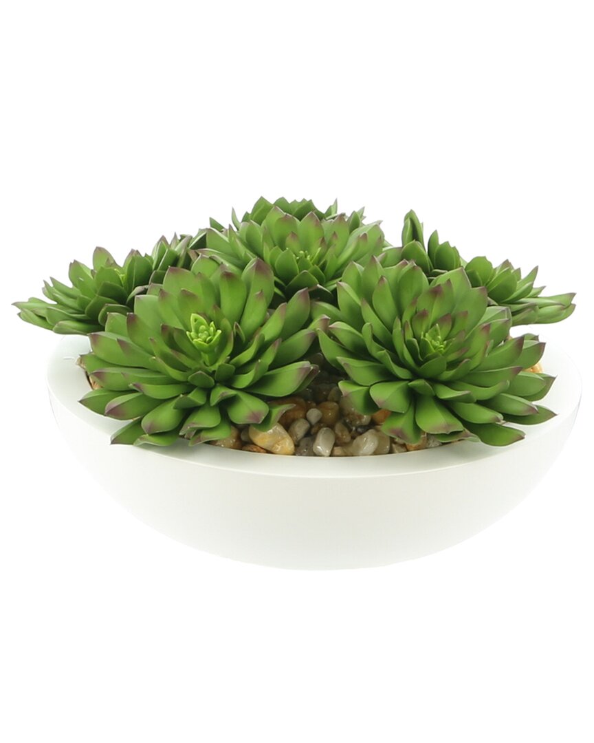 Creative Displays Echeveria Succulents Arranged In A White Half Circle Pot