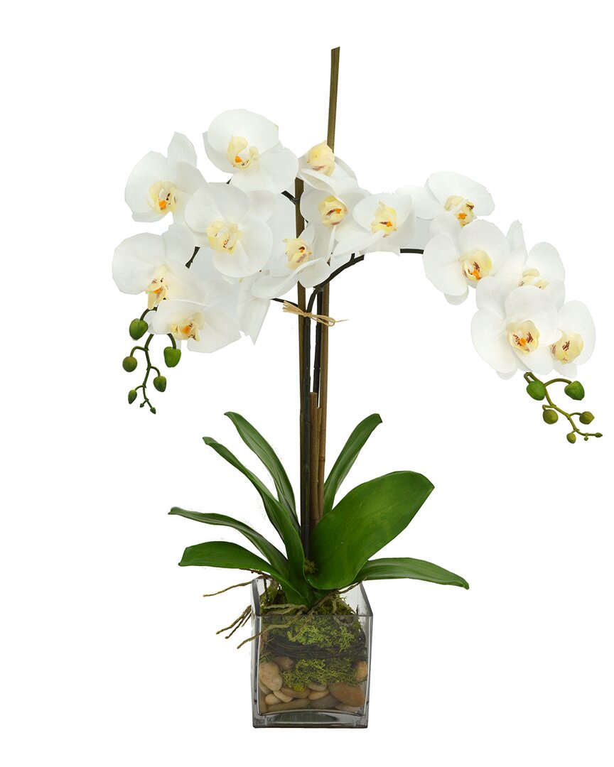 Creative Displays White Orchid Floral Arrangement In Multi