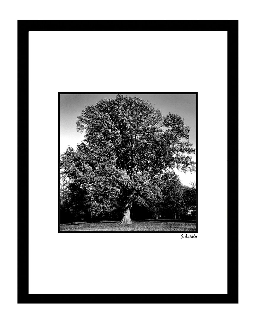 Fairchild Black & White Massive Tree Wall Art By Steven A. Heller
