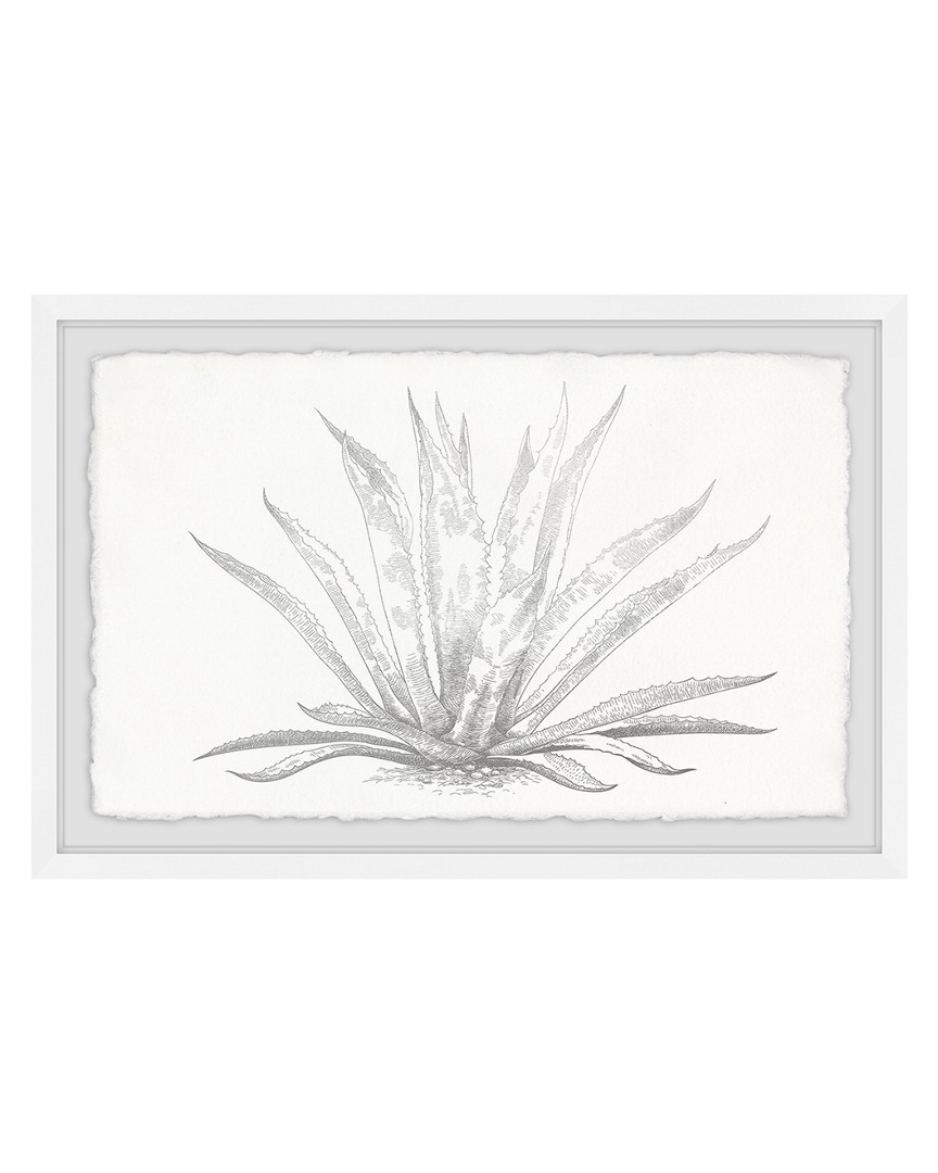 Marmont Hill Agave Desmettiana Ii Framed Painting Print