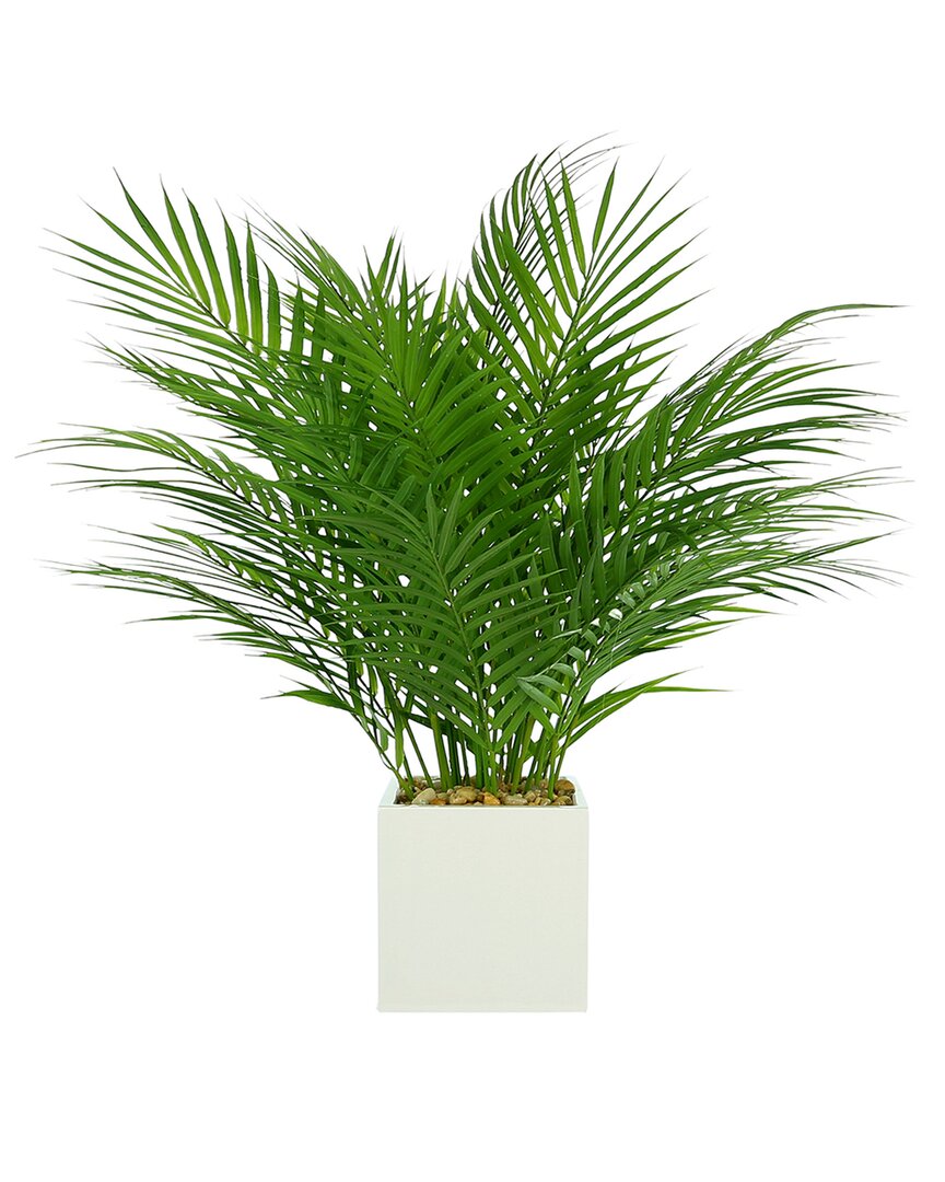 Creative Displays Areca Palm In Square Pot With Rocks & Water In Green