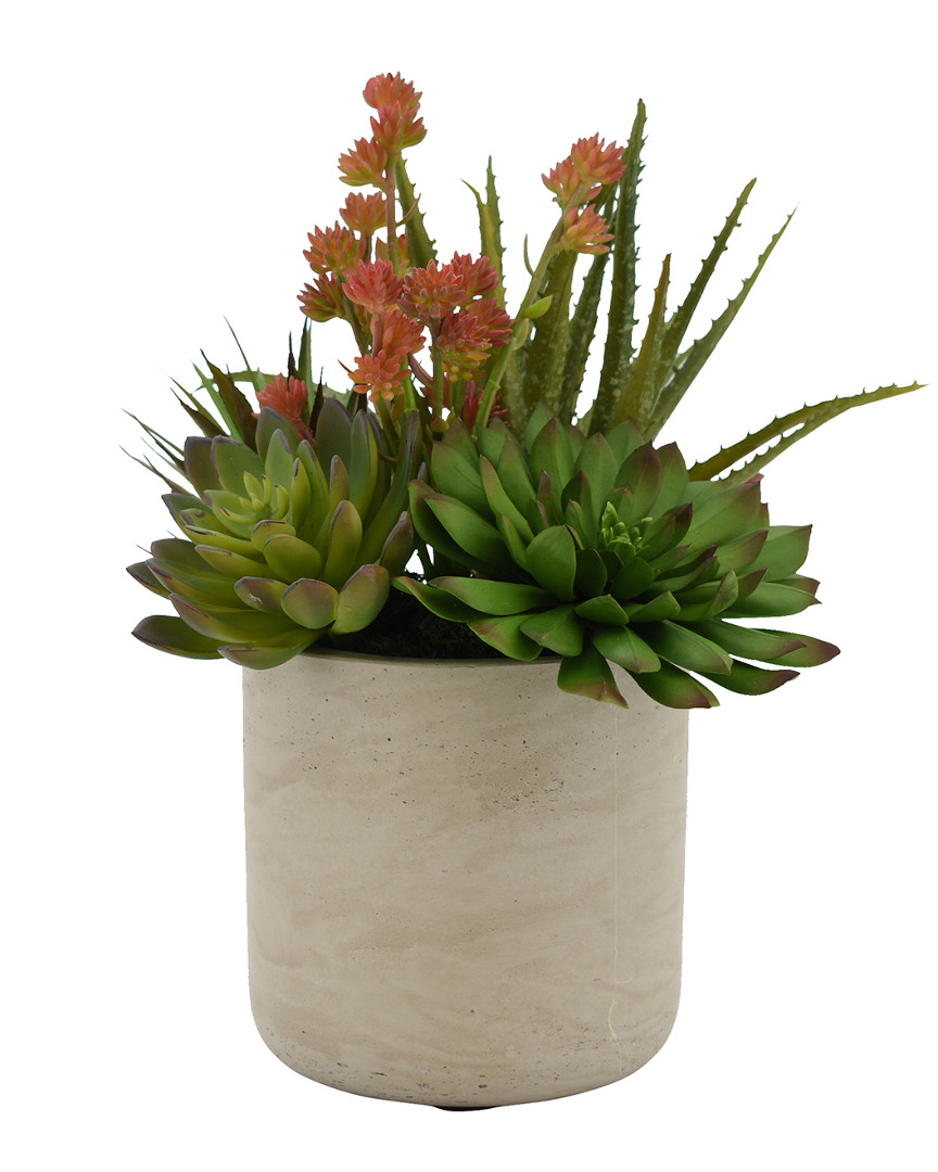Creative Displays Echeveria, Yucca And Aloe Succulent Arrangement