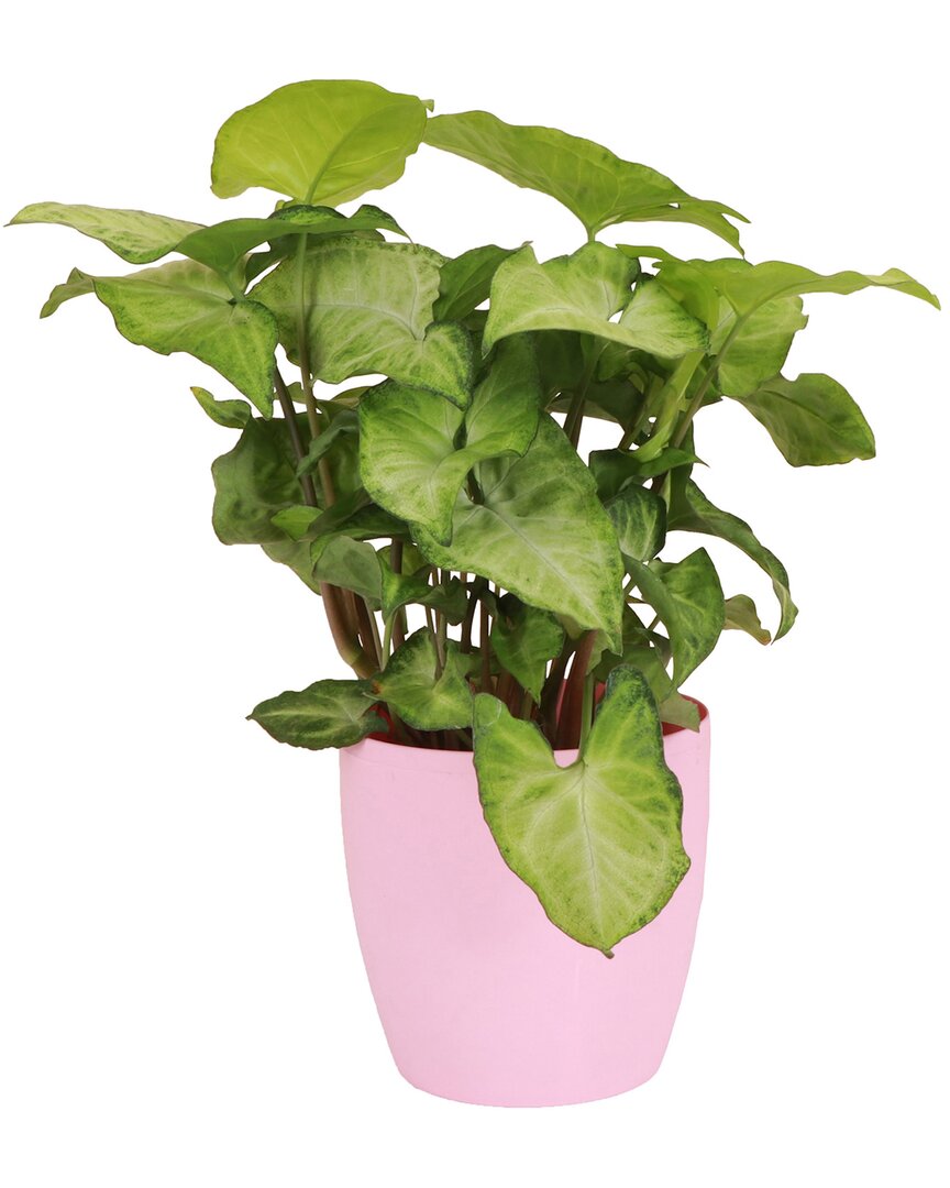 Thorsen's Greenhouse Live White Butterfly Plant In Classic Pot In Pink