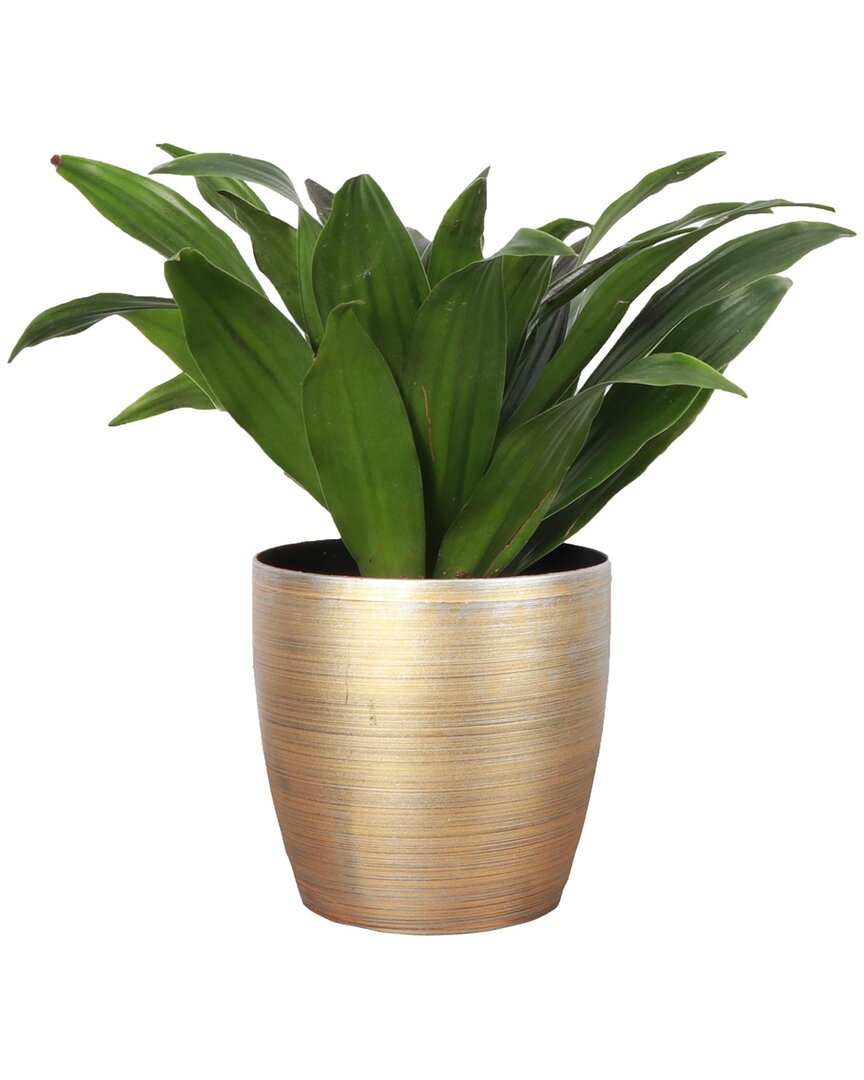 Thorsen's Greenhouse Live Janet Craig Dracaena Plant In Gold Holiday Pot