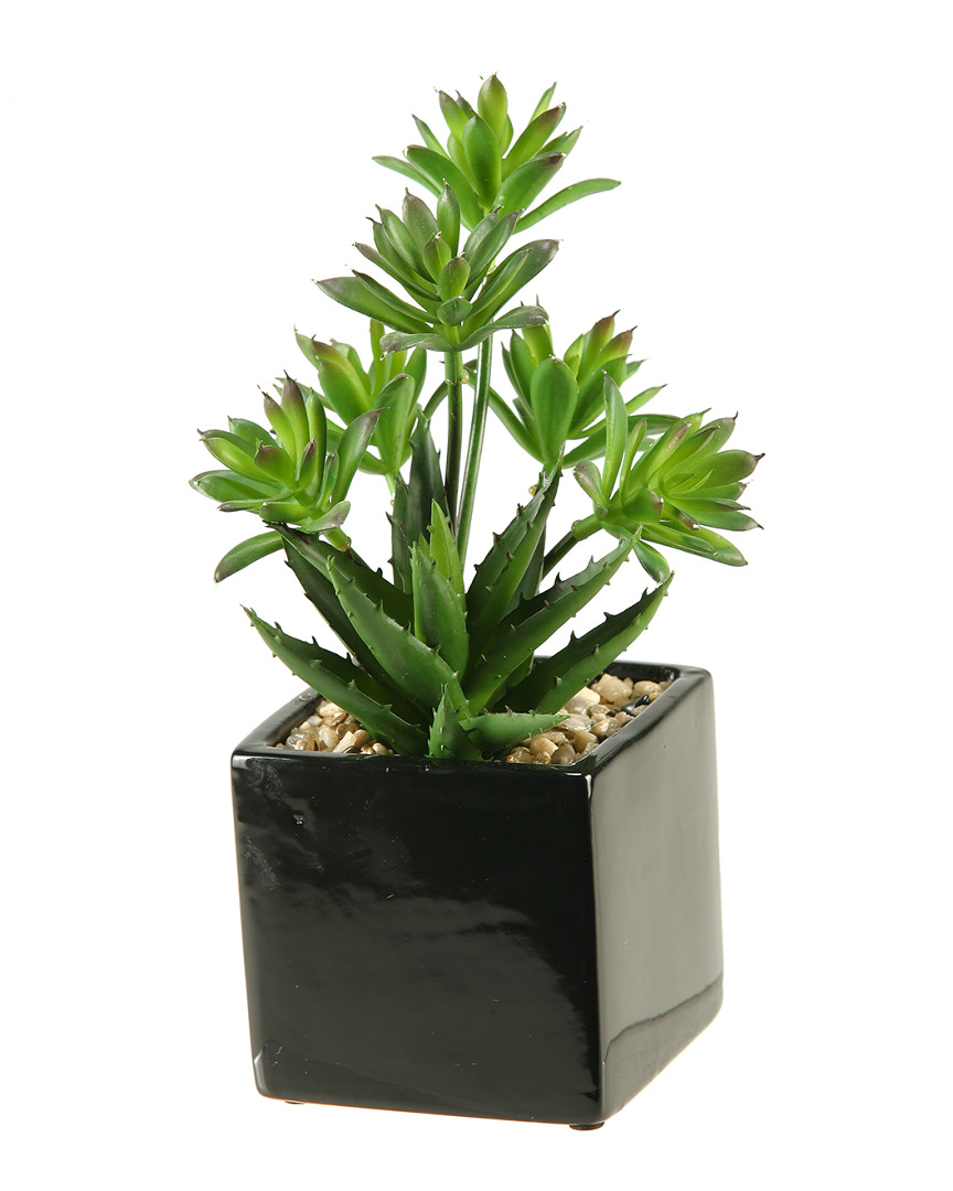 D&w Silks Mini Dracaena And Aloe In Square Ceramic Planter