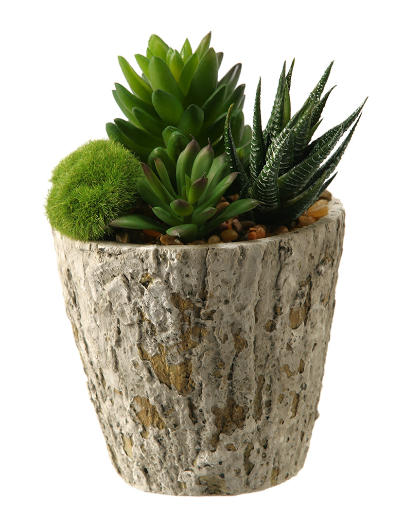 D&w Silks Aloe And Succulents In Weathered Oak Look Cement Planter