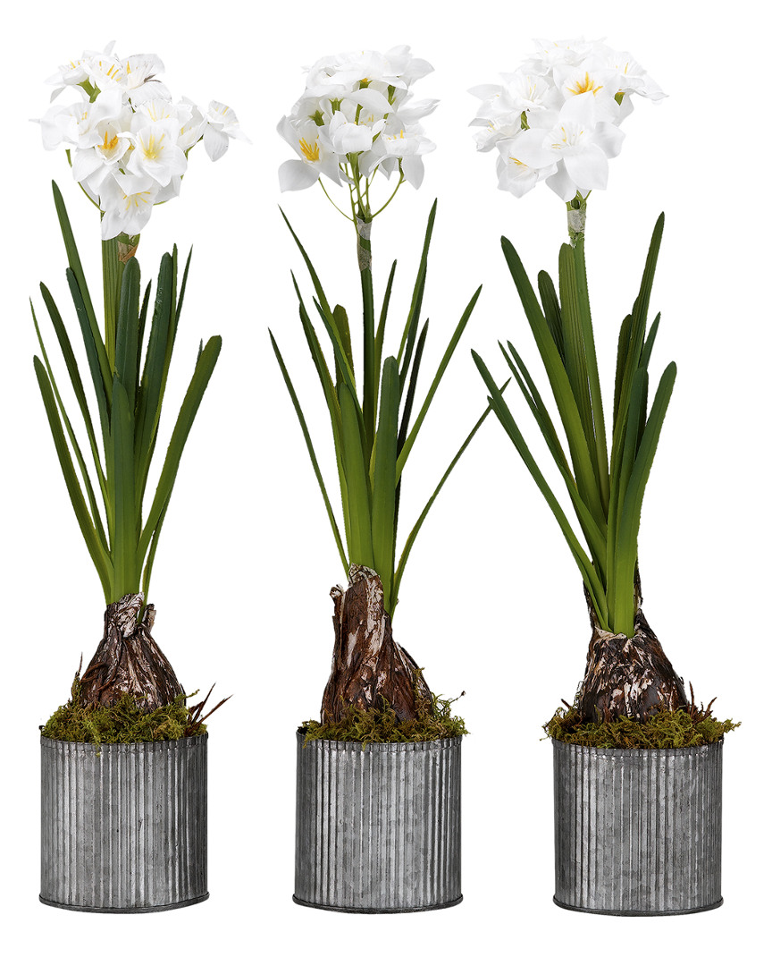 D&w Silks Set Of 3 Paperwhite Bulbs In Round Tin Planters