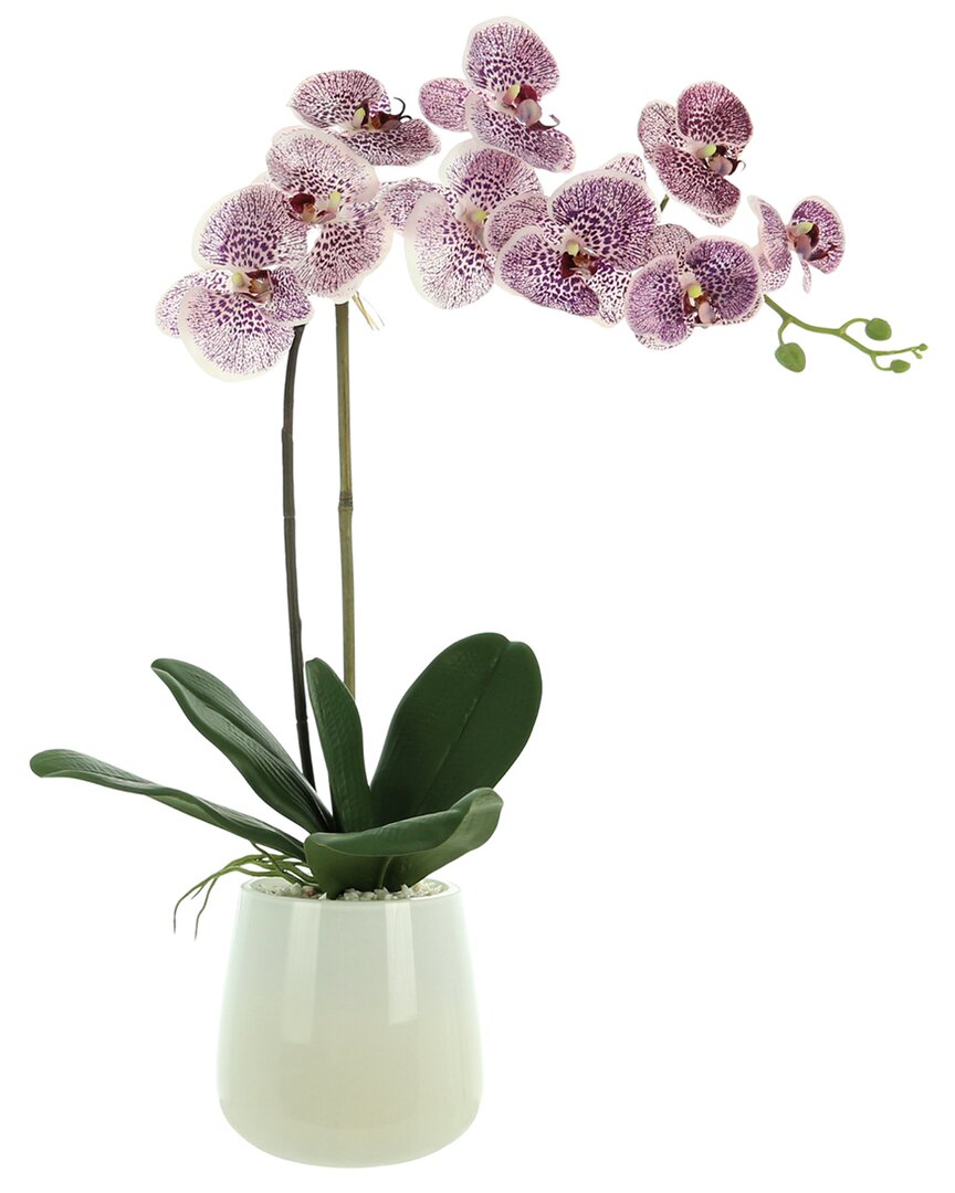 Creative Displays Purple Orchid Floral Arrangement In Glass Vase In Cream