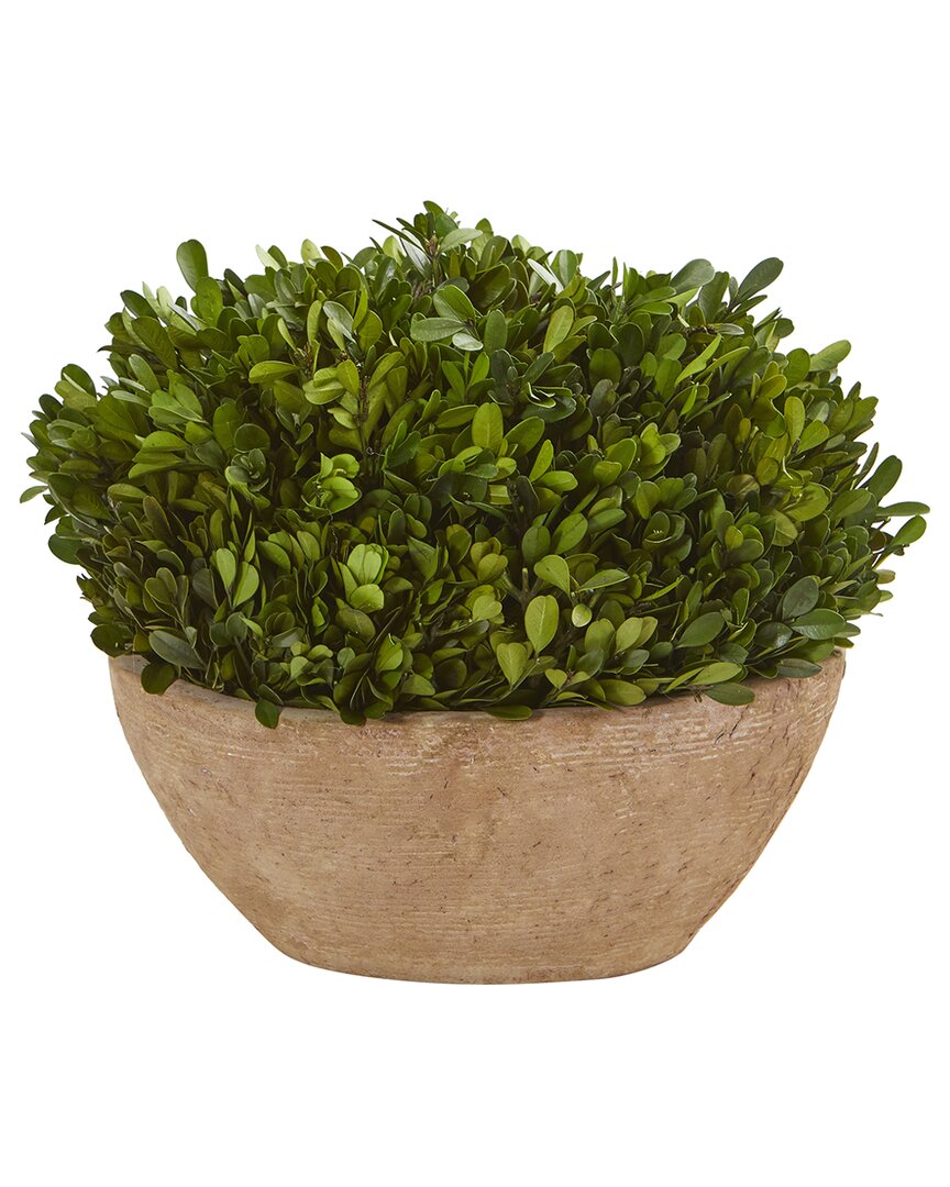 NEARLY NATURAL NEARLY NATURAL BOXWOOD PRESERVED PLANT IN OVAL PLANTER