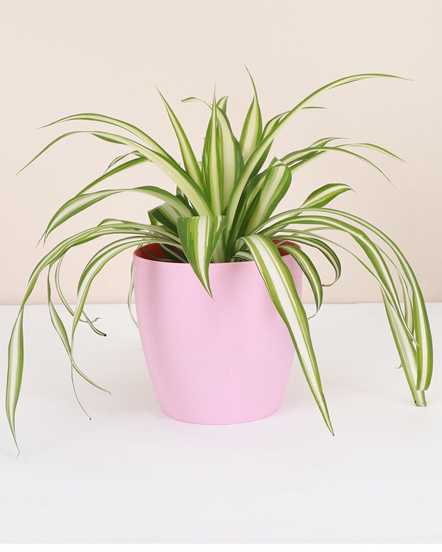 Thorsen's Greenhouse Live Spider Plant In Classic Pot In Pink