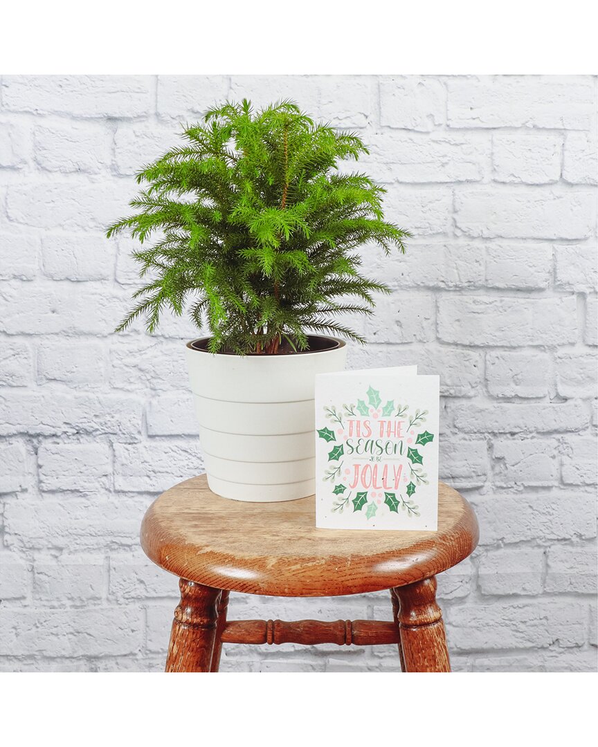 Thorsen's Greenhouse Live Large Norfolk Pine Tree With Plantable Holiday Greeting Card In White