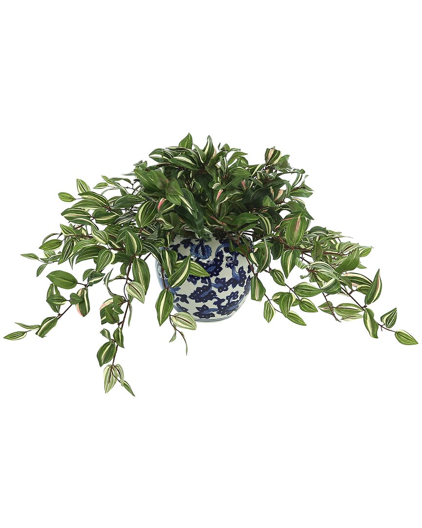 Creative Displays Wandering Jew Plant In A Ceramic Vase In Green