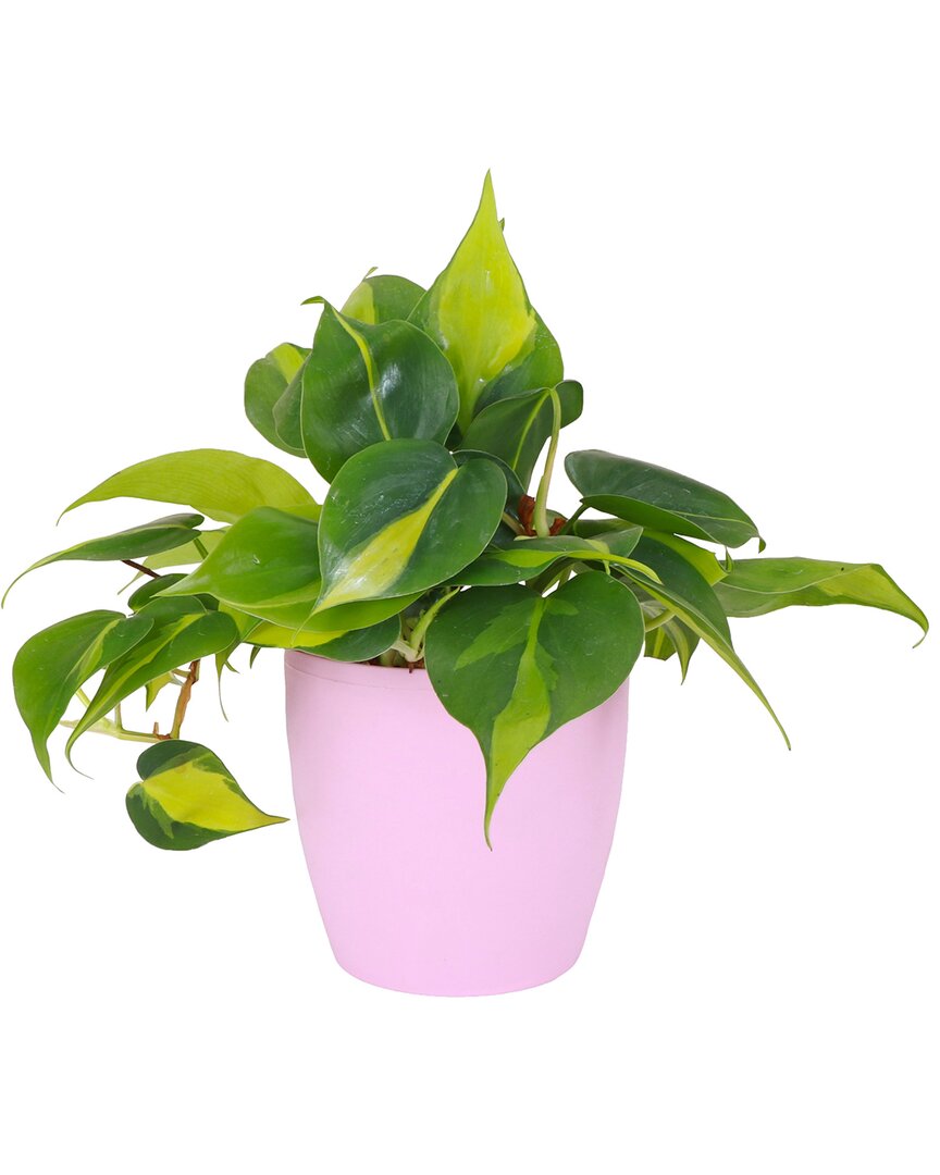 Thorsen's Greenhouse Live Brazil Philodendron Plant In Classic Pot In Pink