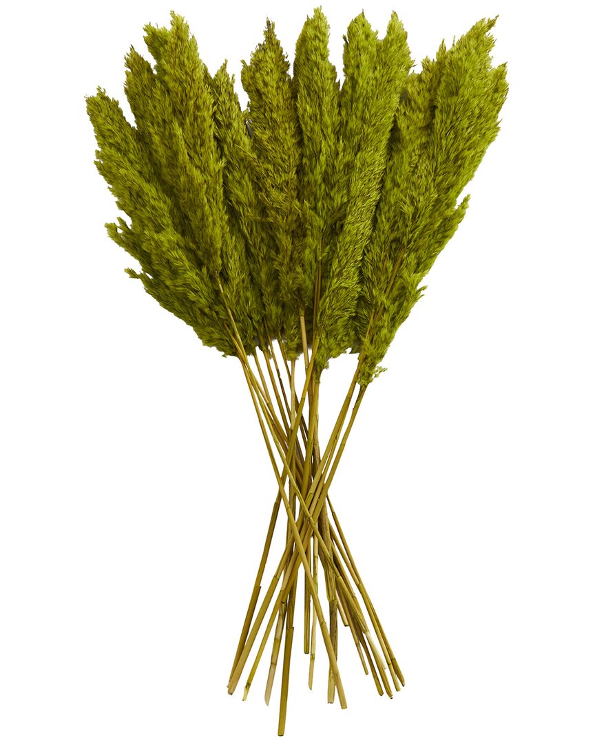 Peyton Lane Pampas Dried Plant Natural Foliage With Long Stems In Green