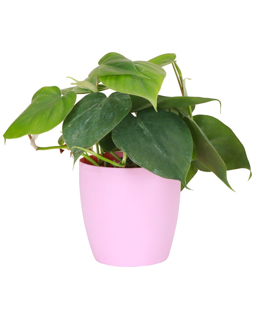 Thorsen's Greenhouse Live Green Philodendron Plant In Classic Pot In Pink