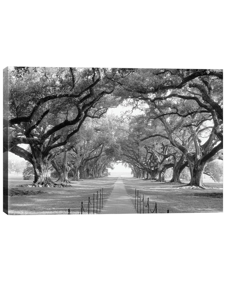 Icanvas Brick Path Through Alley Of Oak Trees, Louisiana, New Orleans, Usa (black And White) I By Panoramic