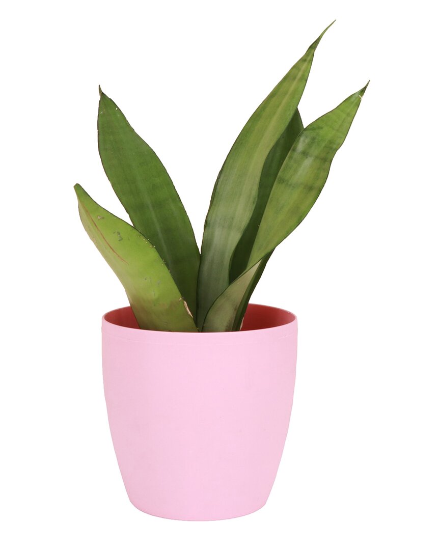 Thorsen's Greenhouse Live Moonshine Snake Plant In Classic Pot In Pink