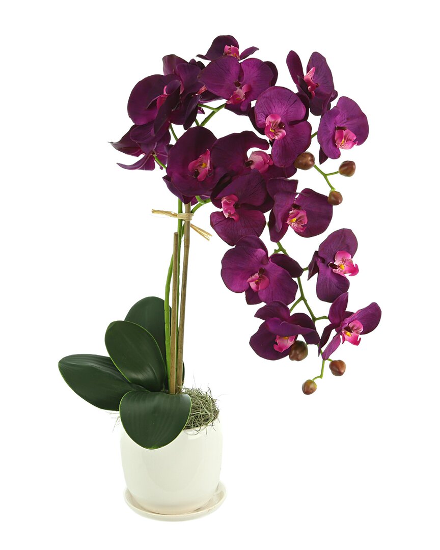 Creative Displays Orchid Arranged In Ceramic Pot In Purple