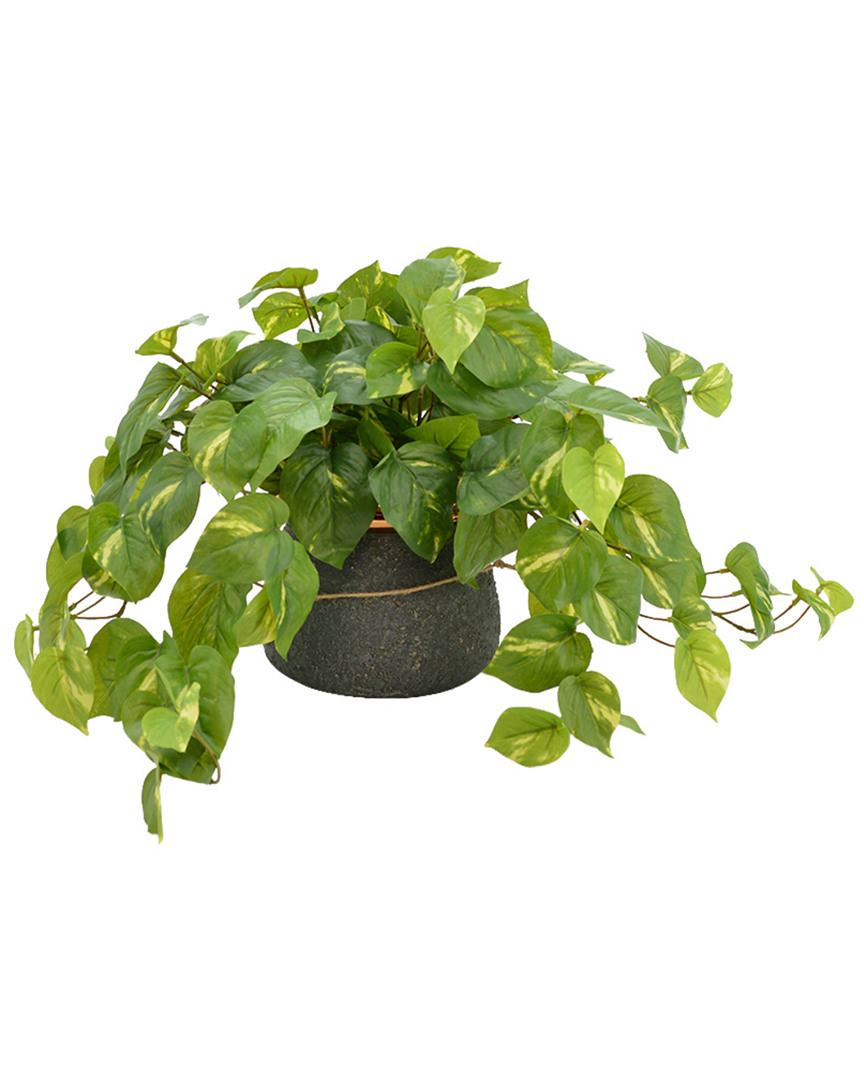 Creative Displays Hanging Green Pothos