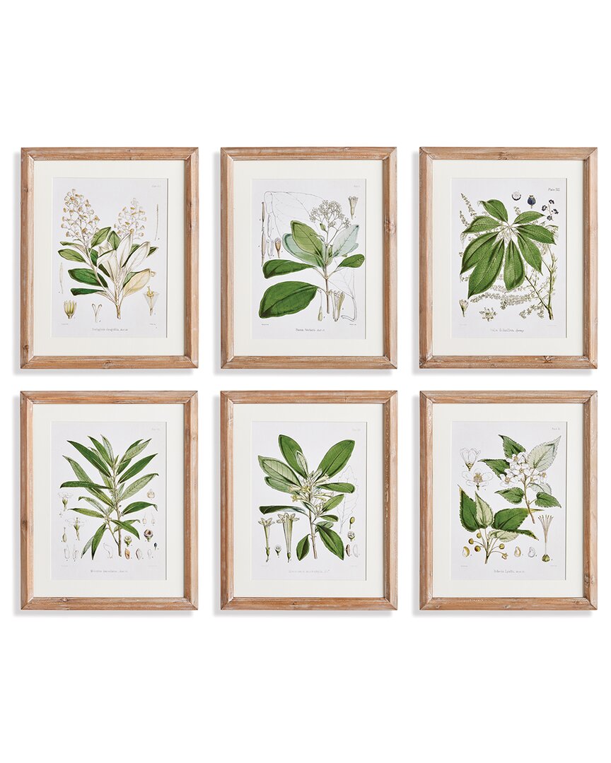 Napa Home & Garden Set Of 6 Classic Flower & Leaf Study In Beige