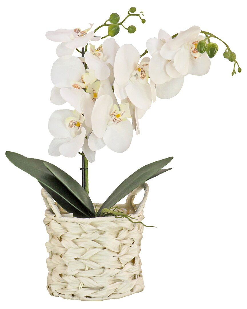 Shop National Tree Company 21in White Orchid Flower In White Basket