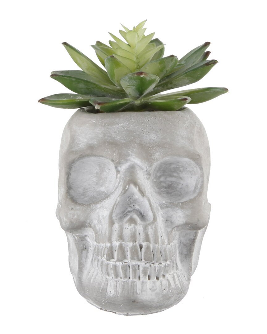 Flora Bunda 5x3.2 Succulentin Cement Sugar Skull In Gray
