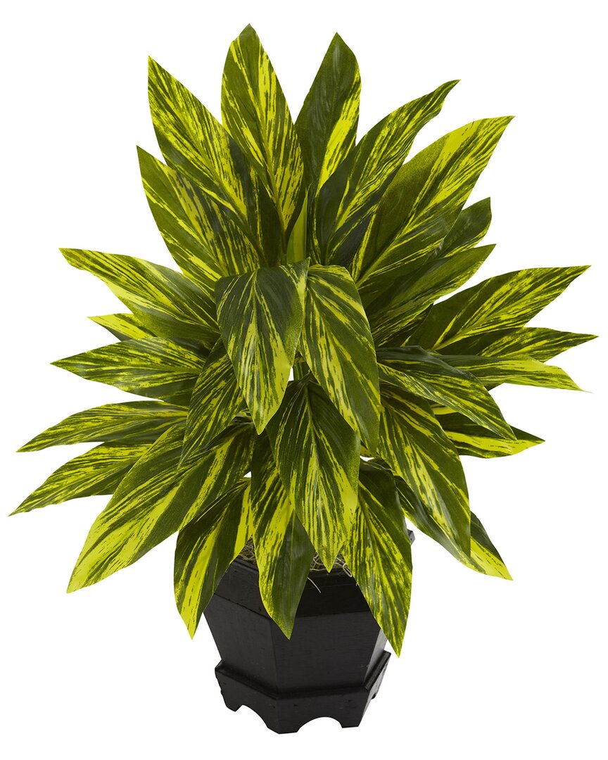 Nearly Natural Ginger Plant W/ Black Planter In Green