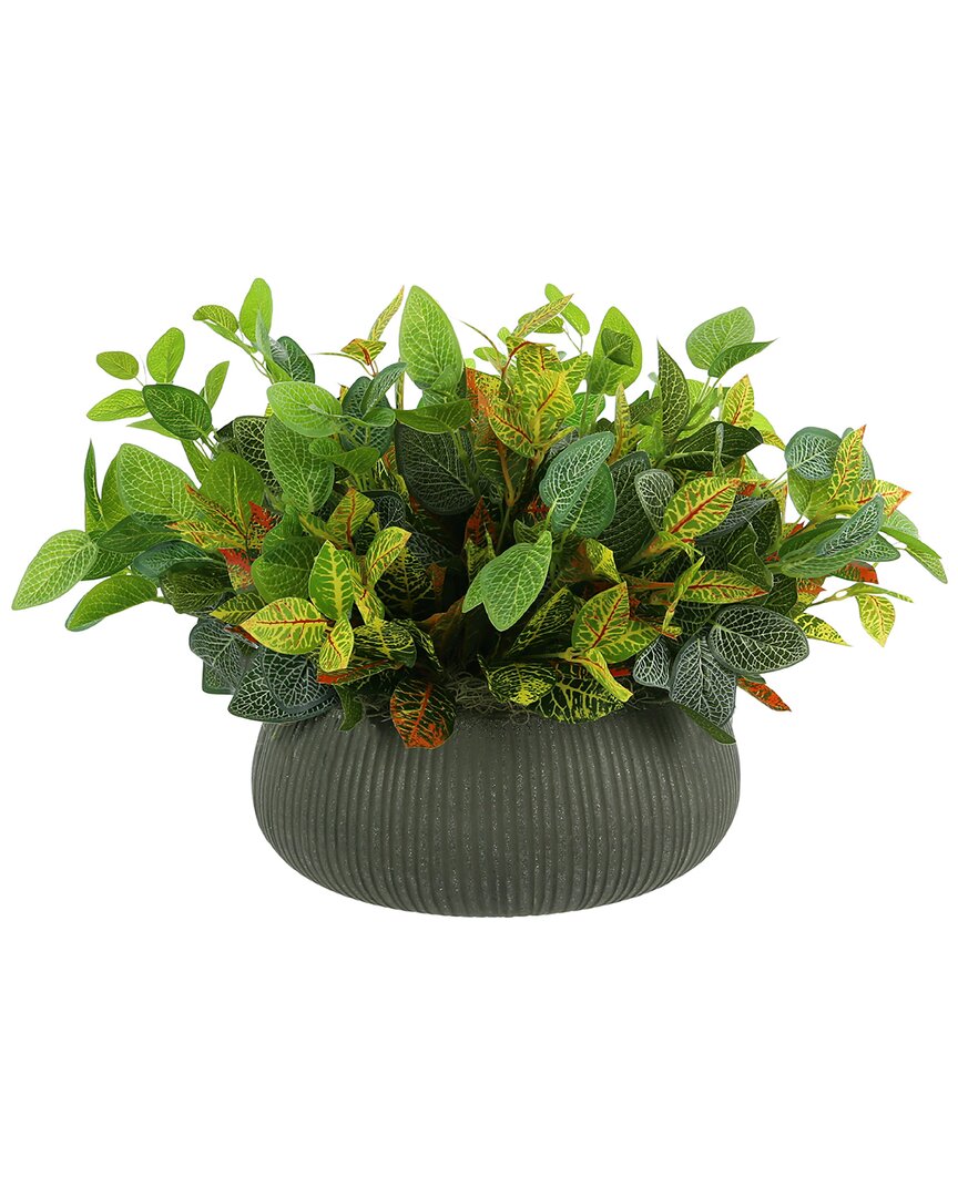 Creative Displays Outdoor Croton And Fittonia Bush In Red
