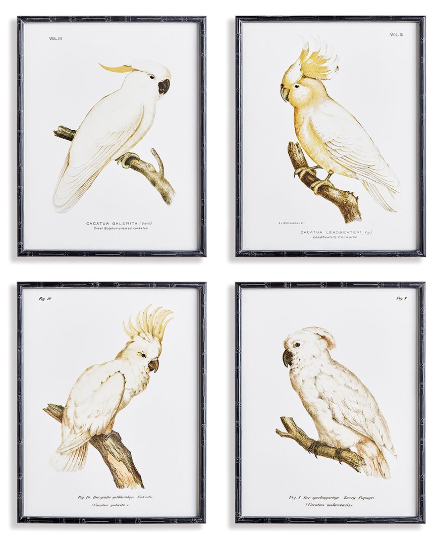 Napa Home & Garden Set Of 4 Parrot Study In White In Black