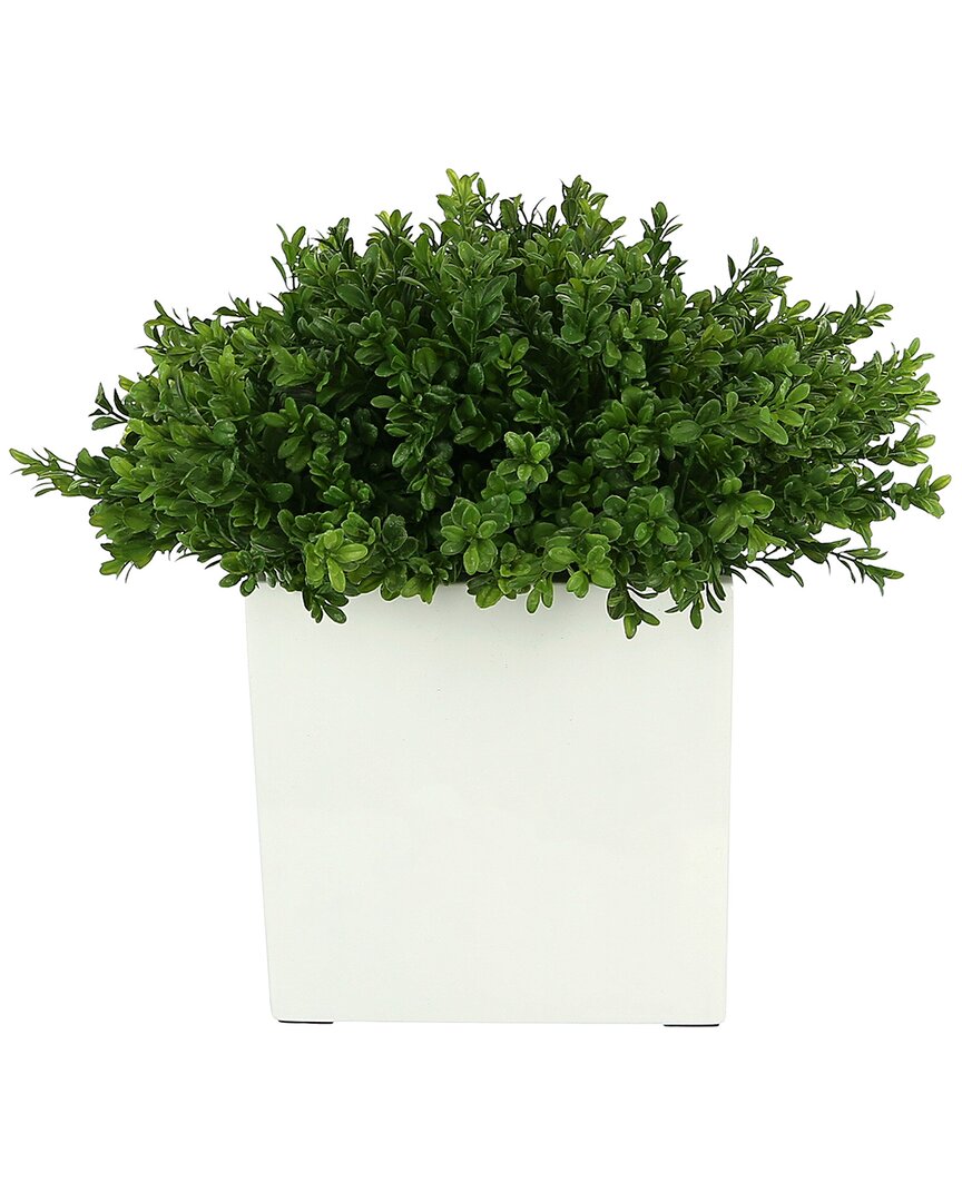Creative Displays Boxwood In Square White Pot In Green