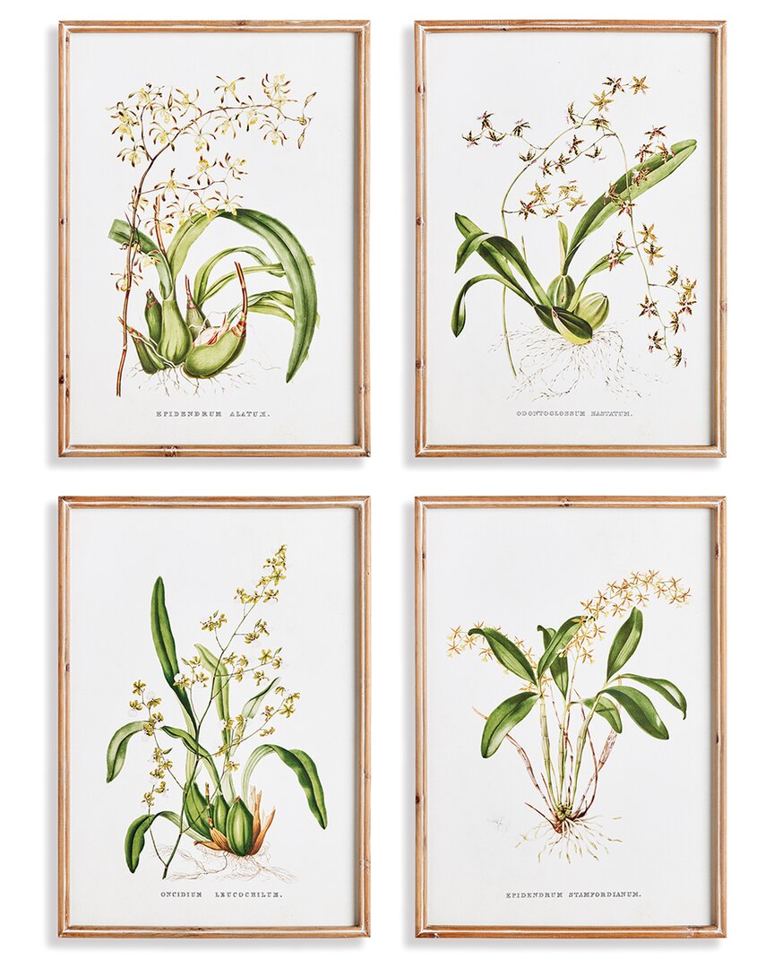 Napa Home & Garden Set Of 4 Orchid Assortment Study In Beige