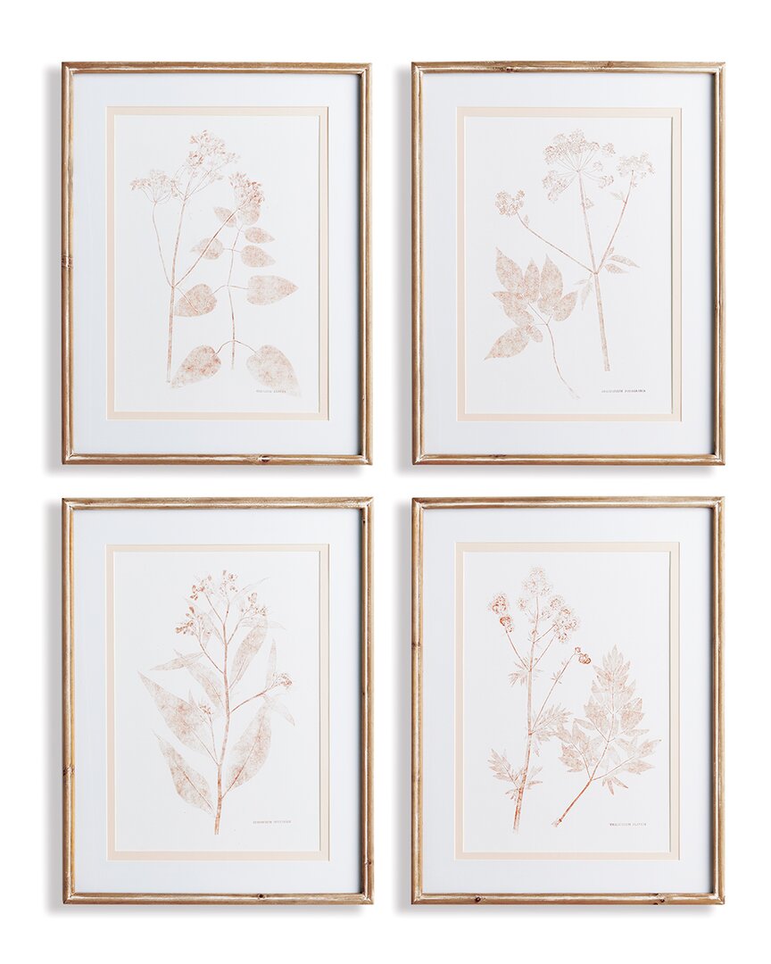 Napa Home & Garden Blush Botanical Study Prints
