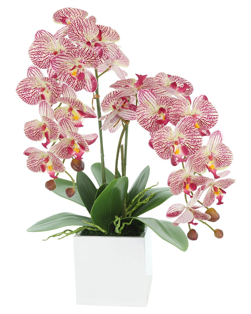 Creative Displays Contemporary Pink Orchid Arrangement In Square Fiberstone Pot In Pink