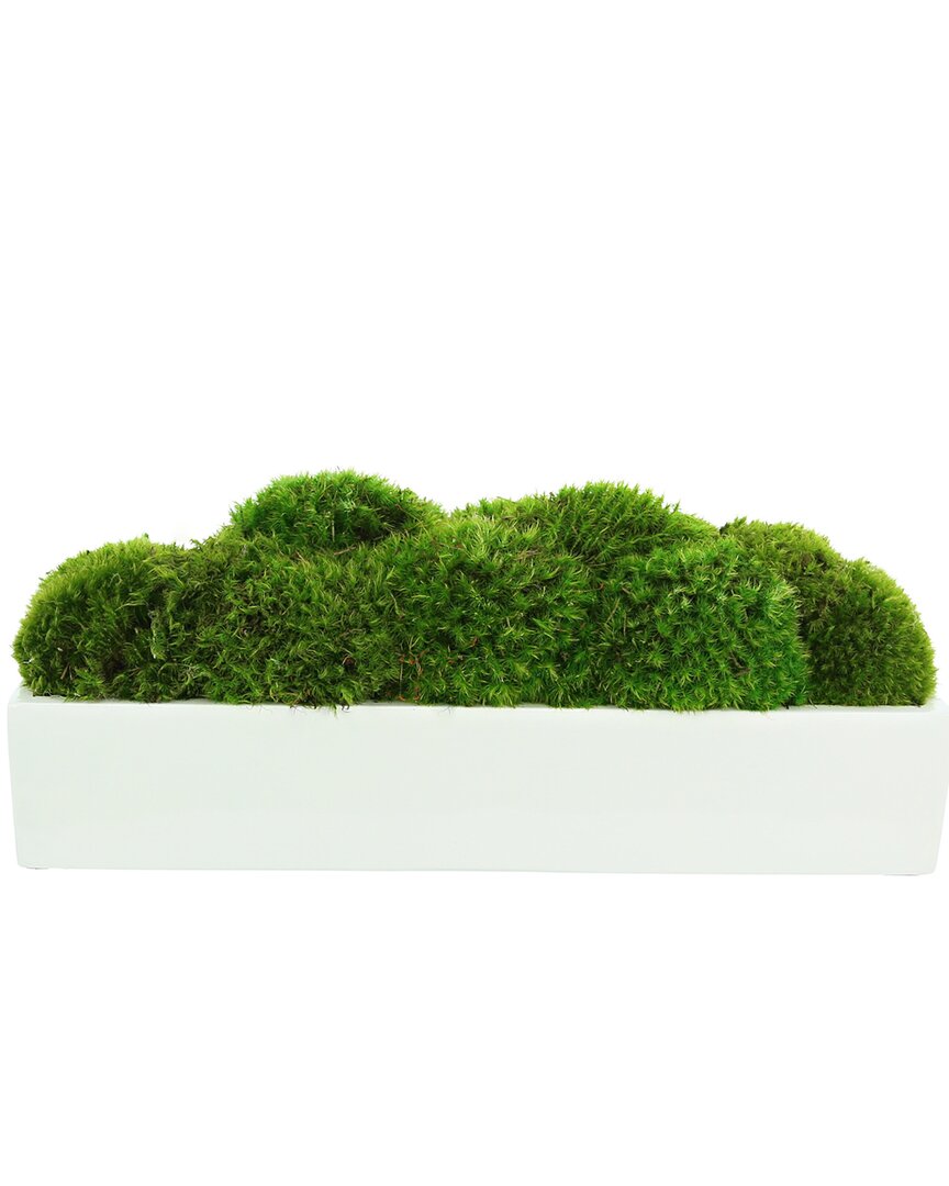 Creative Displays Mood Moss Arranged In Fiberstone Planter In Green