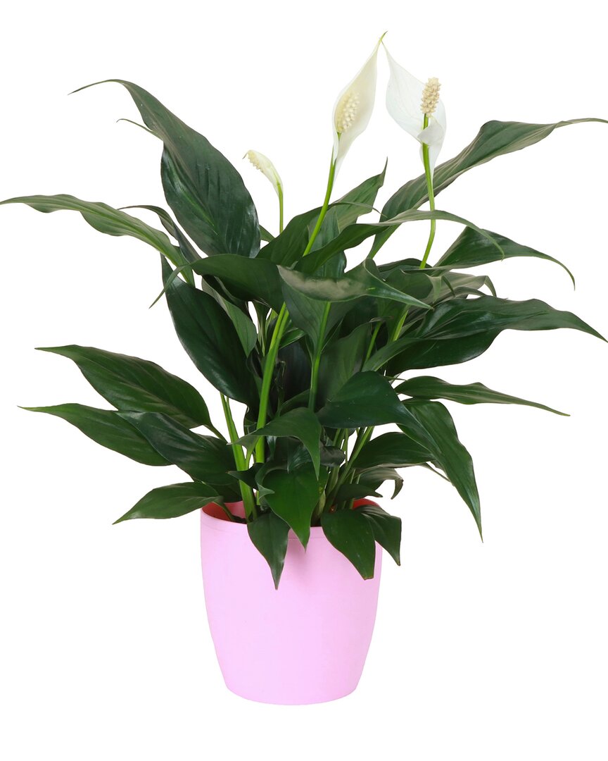 Thorsen's Greenhouse Live Peace Lily Plant In Classic Pot In Pink