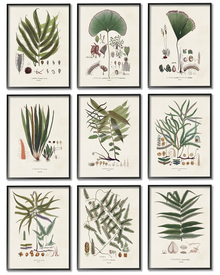 Stupell Antique Leaves Vintage Studies By Vision Studio Wall Art