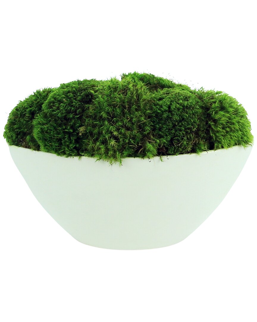 Creative Displays Lush Moss Floral Display In White