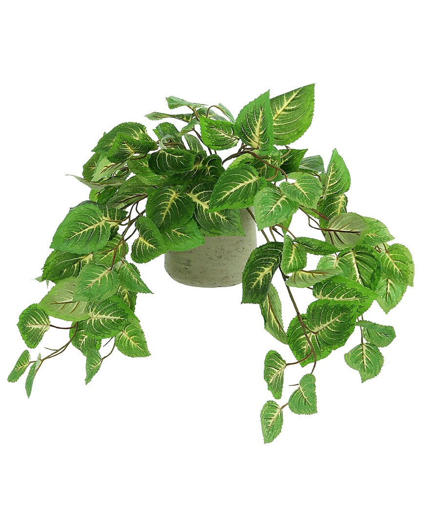 Creative Displays Outdoor Coleus Bush In Green